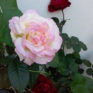 Meet your Posher, Mary